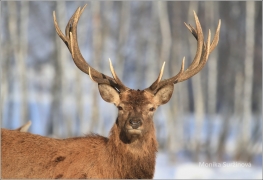 <p>JELEN LESNÍ (Cervus elaphus) obora /Red deer - Rothirsch/</p>